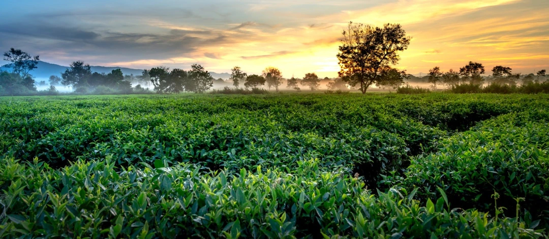 Coffee farm